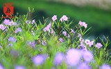 Đẹp ngỡ ngàng với con đường hoa tím bên dòng sông Tô Lịch
